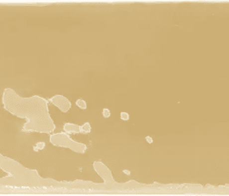Rebels Mustard Gloss